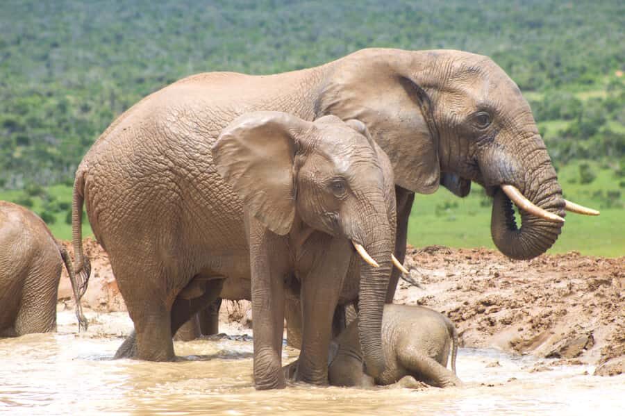 Addo big 5 tour - The guided game drive: where the real value comes from
