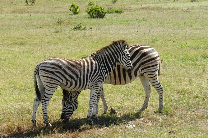Addo Elephant 5 hour Morning Safari. - The picnic brunch at 10h30–11h30: what’s actually in it
