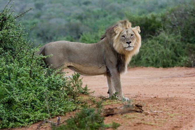 Addo Elephant 5 hour Morning Safari. - The guide makes the difference: learning the ecosystem, not just the animals