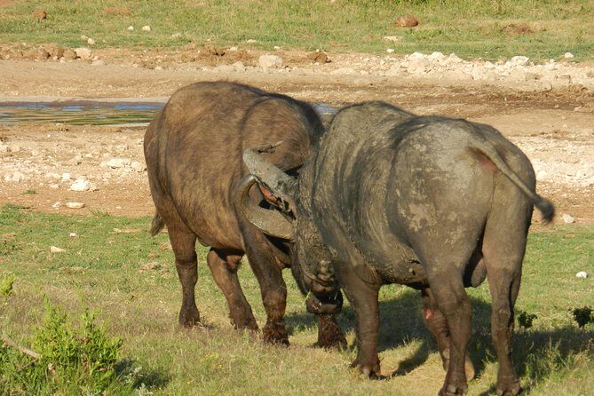 Addo Elephant 5 hour Morning Safari. - Transfers and timing: easy logistics for a half-day adventure