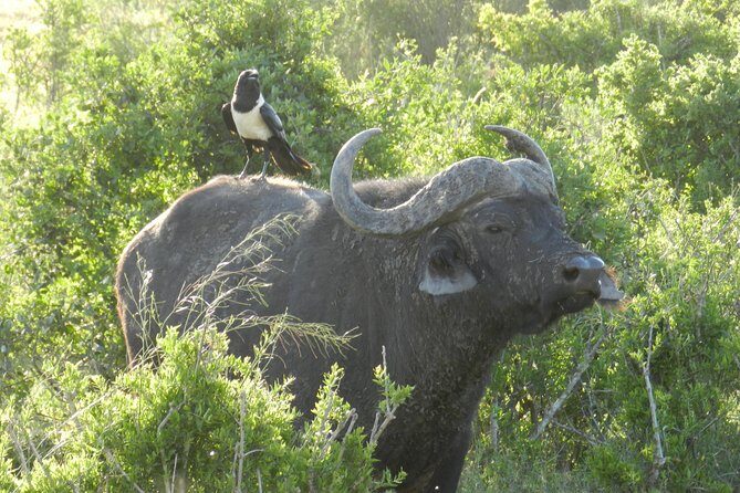 Addo Elephant 5 hour Morning Safari. - Who this safari suits best (and who might want a longer day)