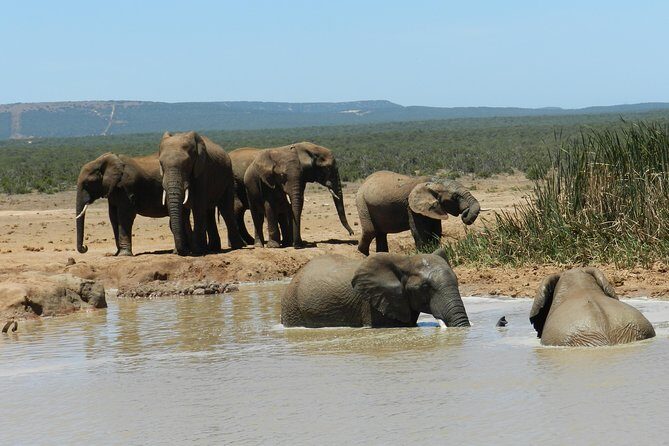 Addo Elephant 5 hour Morning Safari. - Entering Addo Elephant National Park at 08h30: your first sightings window