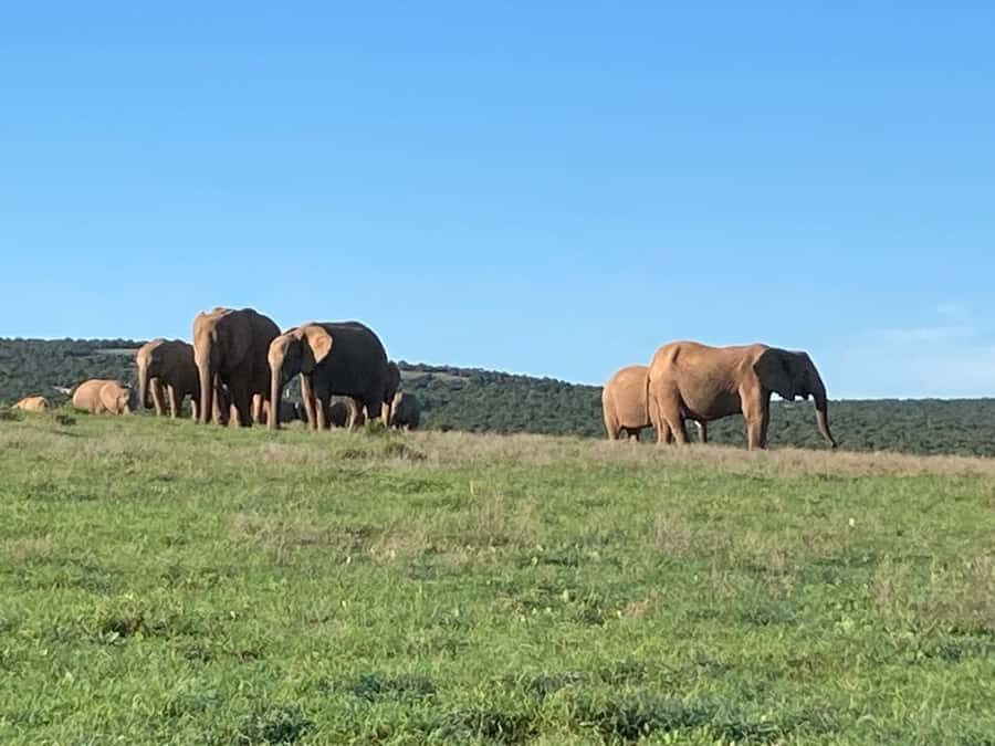 Addo Elephant Full Day Safari / Shore Excursions - Key things to know before you book