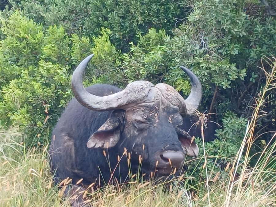 Addo Elephant Full Day Safari / Shore Excursions - Pickup and drop-off around Gqeberha: what the zones mean for your schedule