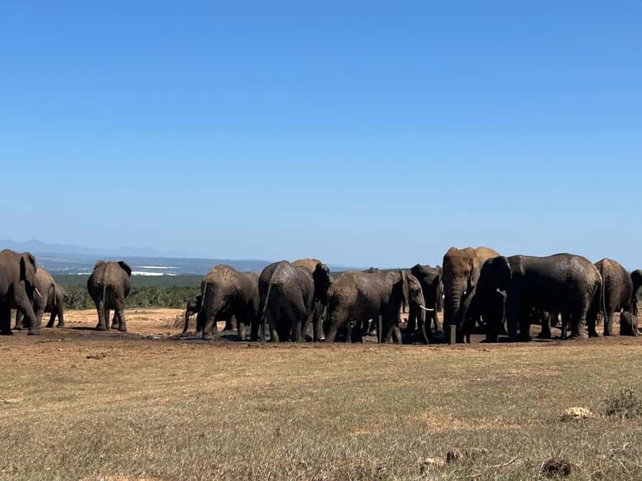 Addo Elephant Full Day Safari / Shore Excursions - Snacks, drinks, and the reality of comfort on safari vehicles