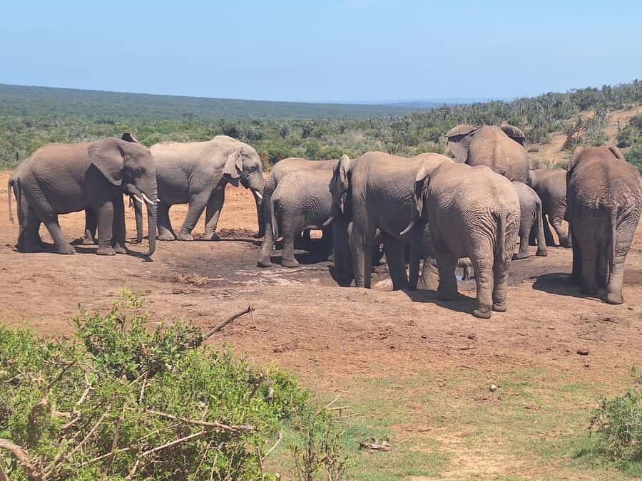 Addo Elephant Full Day Safari / Shore Excursions - Rules that keep the safari ethical (and your day stress-free)
