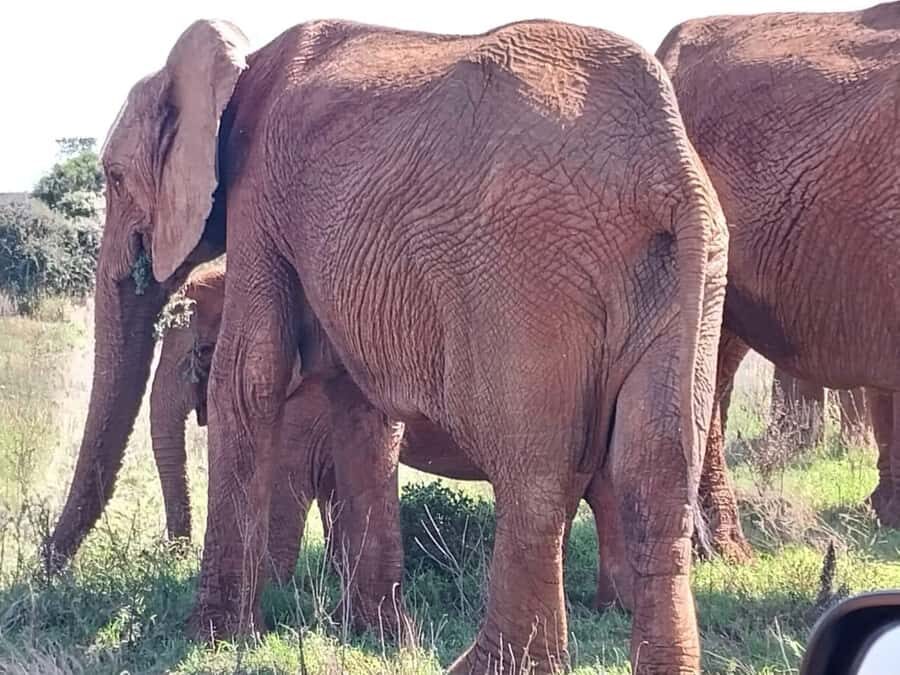 Addo Elephant Full Day Safari / Shore Excursions - Who this safari suits best (and who should skip it)