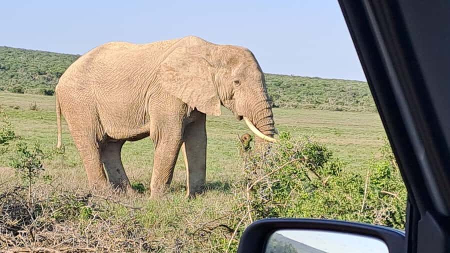 Addo Elephant Full Day Safari / Shore Excursions - Should you book this Addo Elephant Full Day Safari?