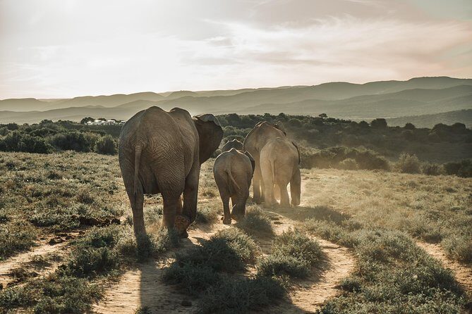 Addo Elephant National Park All Inclusive Full-Day Safari - Key highlights worth planning for