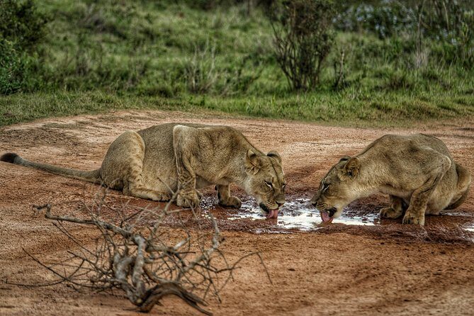 Addo Elephant National Park All Inclusive Full-Day Safari - Two game drives (3 hours each) plus lunch: how the day is paced