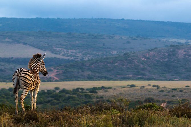 Addo Elephant National Park All Inclusive Full-Day Safari - Lunch and light refreshments: the simple comfort that keeps you going