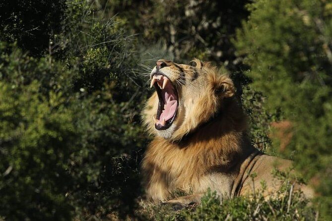 Addo Elephant National Park All Inclusive Full-Day Safari - Morning pickup from Port Elizabeth and the ride in an air-conditioned 4x4