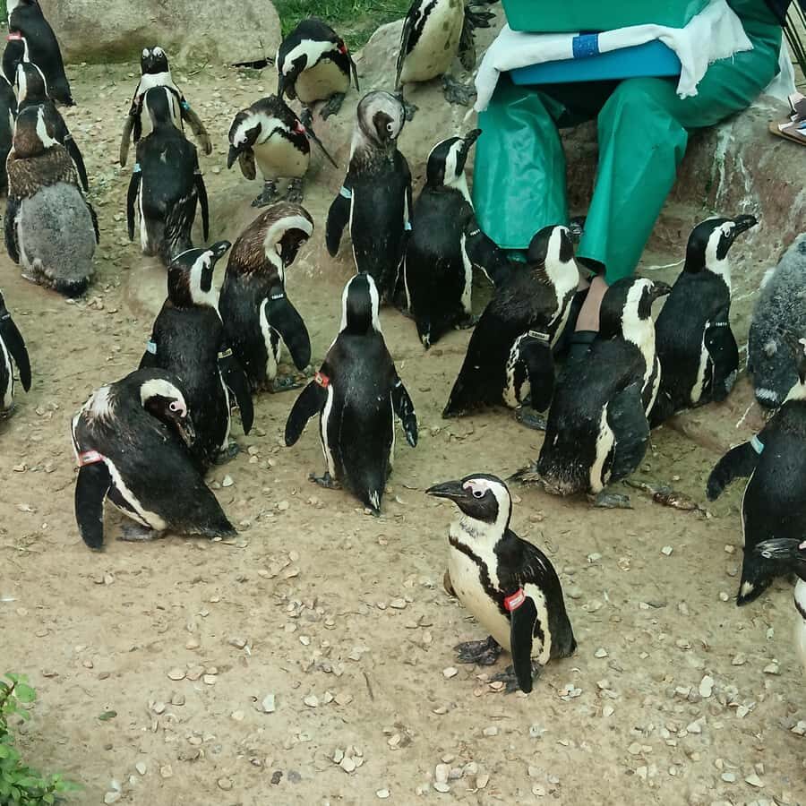 Addo Elephant National Park and Coastal Tour Combo - Shark Rock Pier and Hobbie Beach: short stops that help you frame the coast