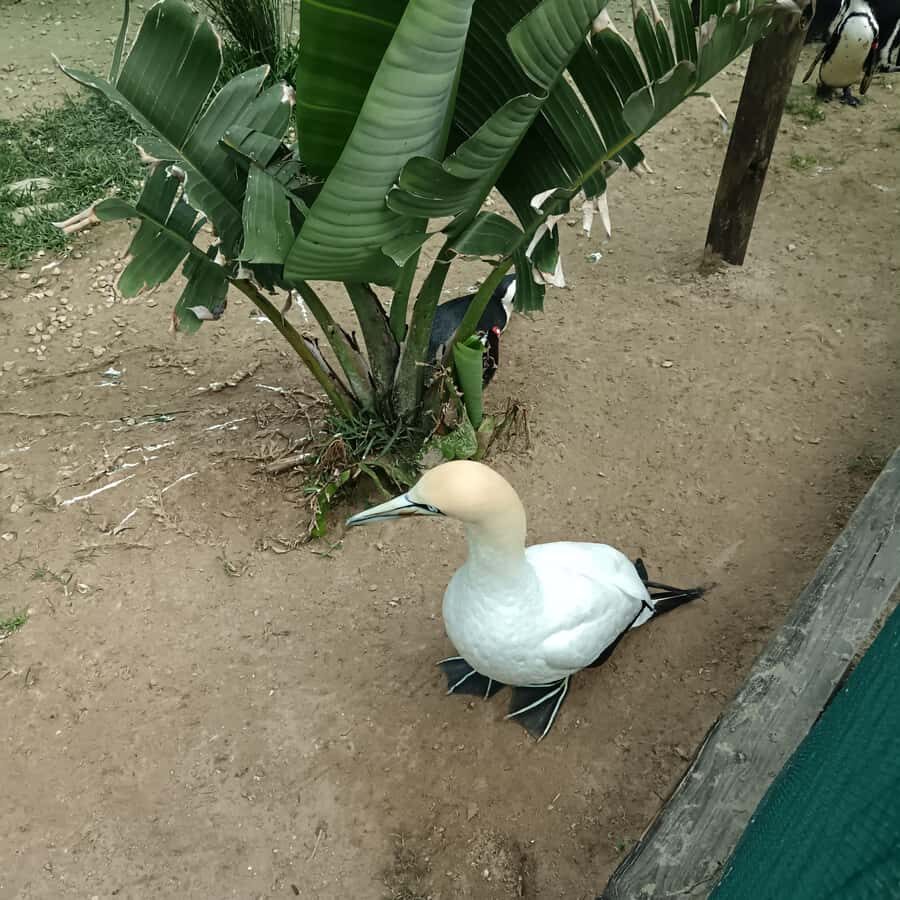 Addo Elephant National Park and Coastal Tour Combo - Cape Recife Lighthouse and Penguin Rehabilitation Center: what you’ll actually get