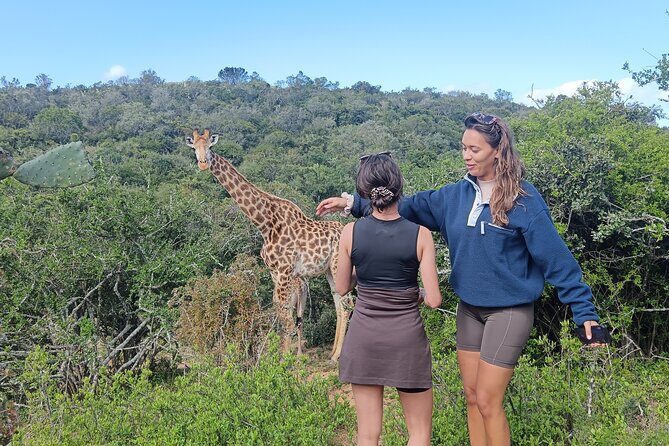 Addo Elephant National Park and Giraffe Walk Tracking Safari - Key highlights to look for before you go