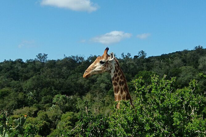 Addo Elephant National Park and Giraffe Walk Tracking Safari - Price and logistics from Port Elizabeth: what $183.89 really buys