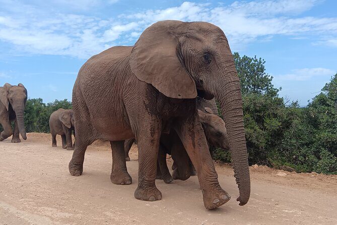 Addo Elephant National Park and Kragga Kamma Game Park Combo. - A full-day Addo + Kragga Kamma safari plan from Port Elizabeth