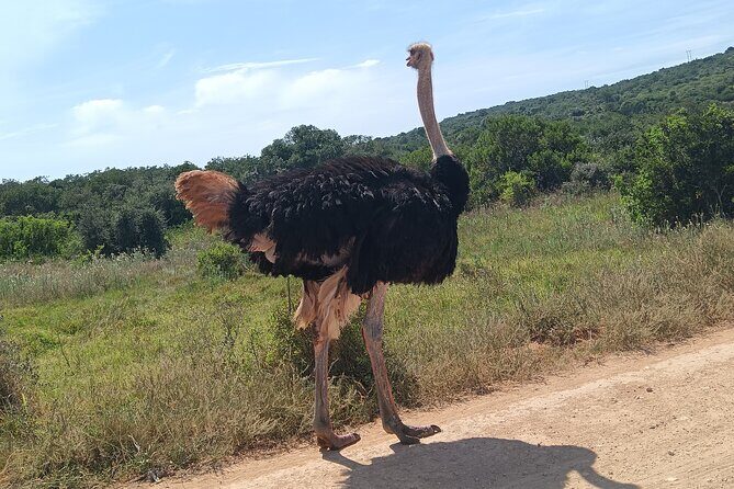 Addo Elephant National Park and Kragga Kamma Game Park Combo. - Pickup, timing, and how the 8:00 am start affects your day