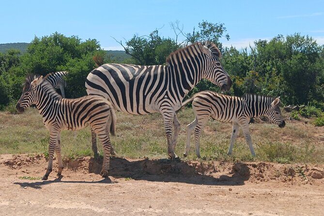 Addo Elephant National Park and Kragga Kamma Game Park Combo. - Kragga Kamma Game Park: the short private-park add-on with different star animals