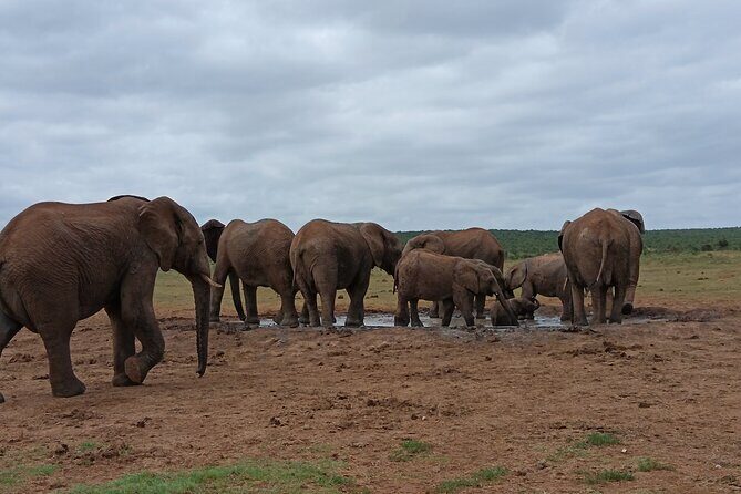 Addo Elephant National Park and Kragga Kamma Game Park Combo. - What’s included (and why it matters more than you think)