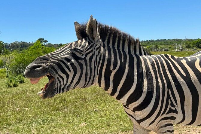 Addo Elephant National Park and Kragga Kamma Game Park Combo. - Price and value: is $190.73 a fair deal for this day?