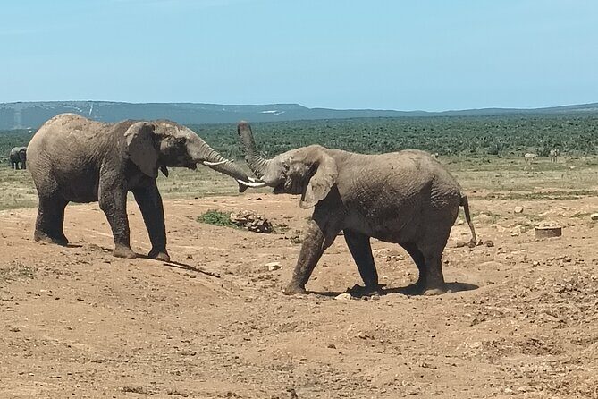 Addo Elephant National Park and Kragga Kamma Game Park Combo. - Who this Addo + Kragga Kamma combo is best for