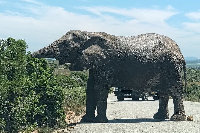Addo Elephant National Park and Kragga Kamma Game Park Combo. - Should you book this Addo and Kragga Kamma combo?