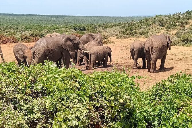 Addo Elephant National Park and Kragga Kamma Game Park Combo. - Inside Addo Elephant National Park: Big Five time plus a focused 5-hour slot
