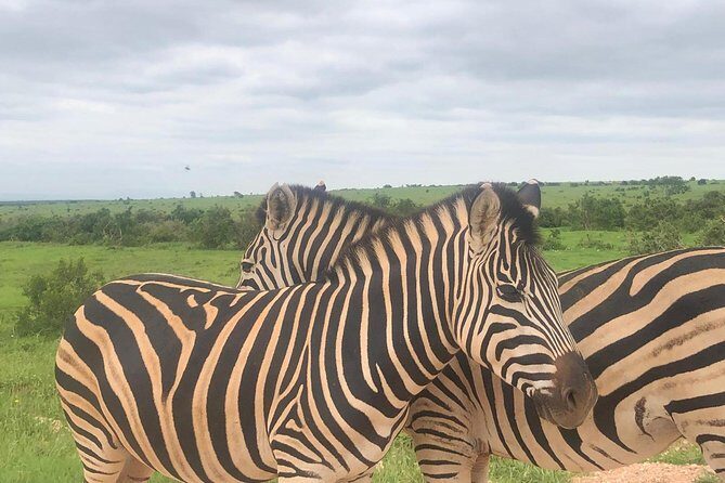 Addo Elephant National Park Day Tour from Port Elizabeth - Lunch at the main camp (13:00–14:00): rest without losing the hunt