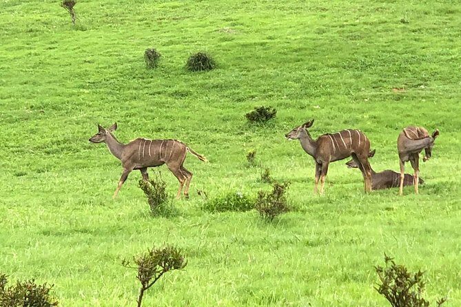 Addo Elephant National Park Day Tour from Port Elizabeth - Northern game viewing (14:00–17:00): a second chance at rare sightings