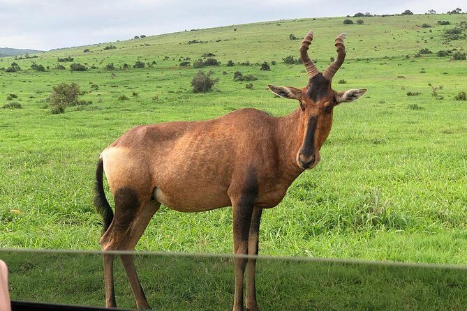 Addo Elephant National Park Day Tour from Port Elizabeth - Wildlife you can realistically expect: elephants, lion, black rhino, and more