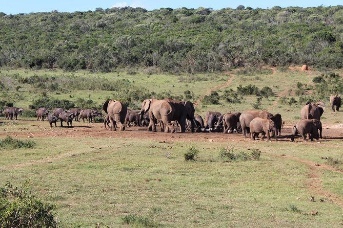 Addo Elephant National Park Day Tour from Port Elizabeth - From Gqeberha to Addo: pickup timing and how the day flows