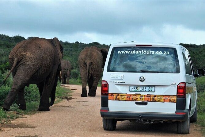 Addo Elephant National Park from Port Elizabeth - FD01 - Big Game and Waterholes: What You Can Realistically Expect