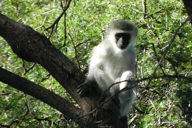 Addo Elephant National Park from Port Elizabeth - FD01 - Food, Comfort, and the Little Things That Keep the Day Enjoyable