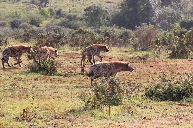Addo Elephant National Park from Port Elizabeth - FD01 - Who This Tour Fits Best (and Who Might Want Another Option)