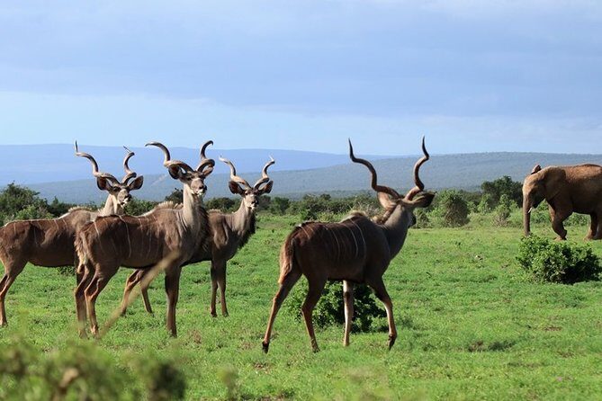 Addo Elephant National Park from Port Elizabeth - FD01 - Price and Value: Is $155.29 Worth It?