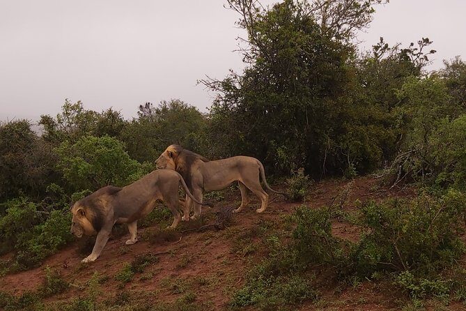 Addo Elephant National Park Full Day Safari - Key things that make this Addo safari work