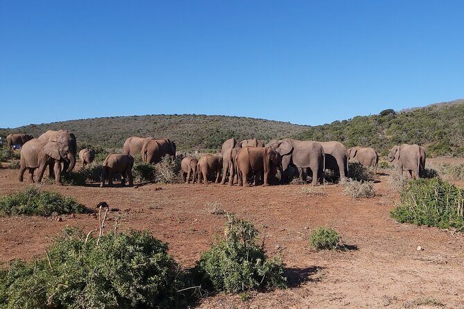 Addo Elephant National Park Full Day Safari - Getting there and your day rhythm: 7:30am start, 9 hours on the clock