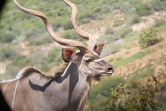 Addo Elephant National Park Full Day Safari - The in-park braai lunch is the kind of stop you remember