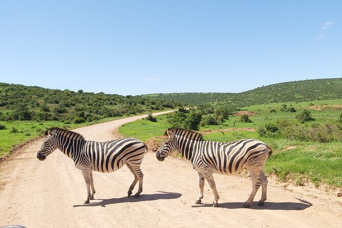 Addo Elephant National Park Full Day Safari - Your guides: how small-group hosting changes the safari feel
