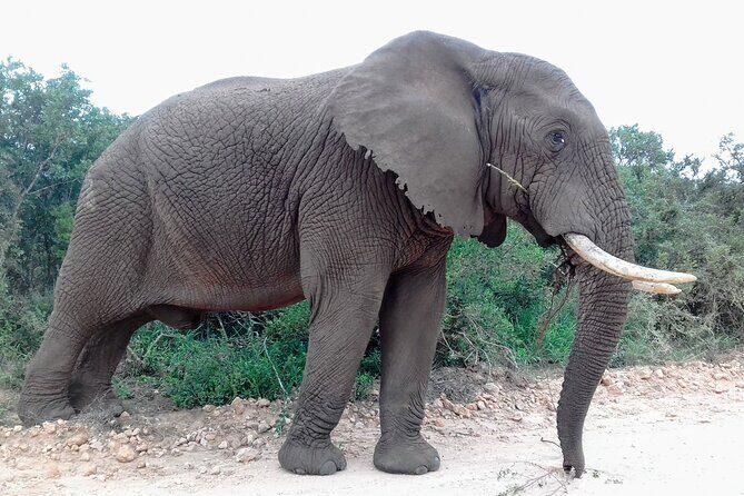 Addo Elephant National Park Full Day Safari - Price and value: what you’re really paying for