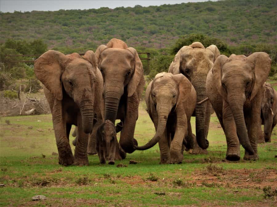Addo Elephant National Park: Full-Day Safari Tour with Lunch - Addo’s Elephant Focus With Big Five Math (and What Can Change)