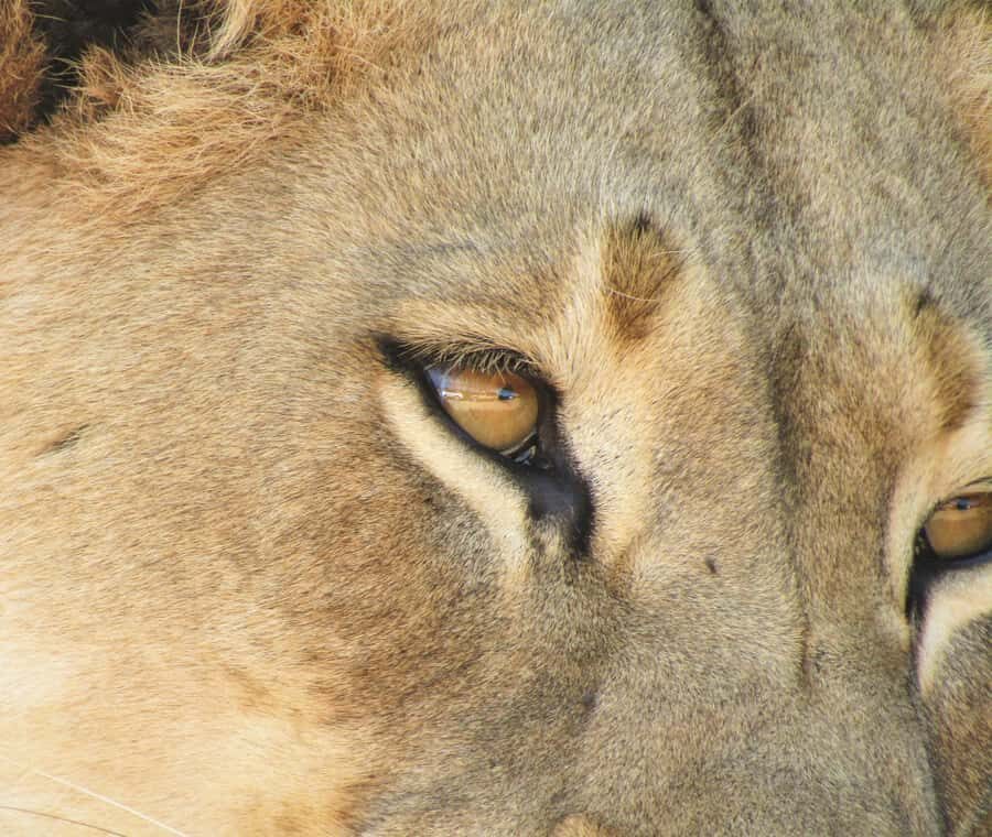 Addo Elephant National Park: Full-Day Safari Tour with Lunch - What’s Included vs. What Costs Extra