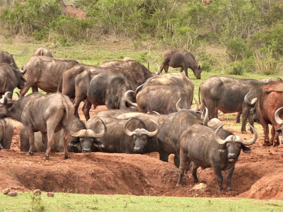 Addo Elephant National Park: Full-Day Safari Tour with Lunch - Who Should Book This Tour (and Who Might Prefer Another Day)
