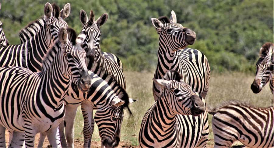 Addo Elephant National Park: Full-Day Safari Tour with Lunch - Chrislin Lodge Pickup and the Open-Vehicle Reality Check