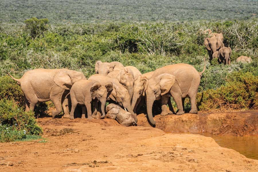 Addo Elephant National Park Full Day Safari with Braai Lunch - Price and value at $208 per person: where the money actually goes