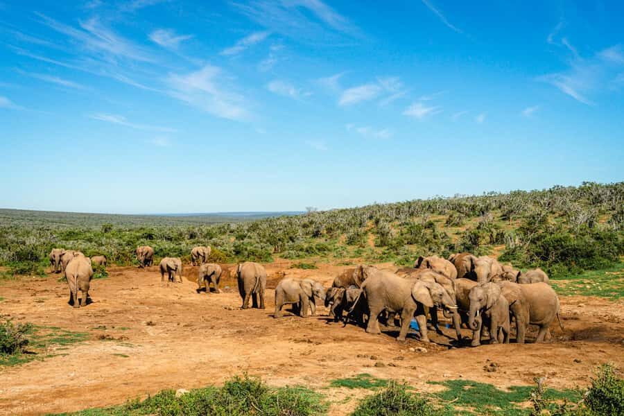 Addo Elephant National Park Full Day Safari with Braai Lunch - Addo’s early timing: why the morning drive matters