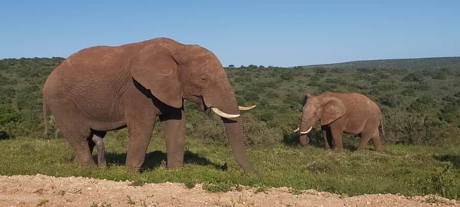 Addo Elephant National Park Full Day Safari with Braai Lunch - South section safari: how your guide turns spotting into a lesson