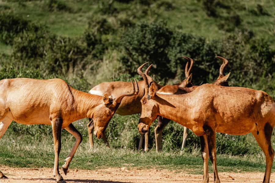 Addo Elephant National Park Full Day Safari with Braai Lunch - Braai lunch in Addo: what makes it feel like the real South Africa