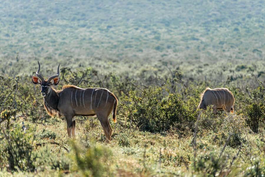 Addo Elephant National Park Full Day Safari with Braai Lunch - Main North waterholes: the best elephant drama is often quiet